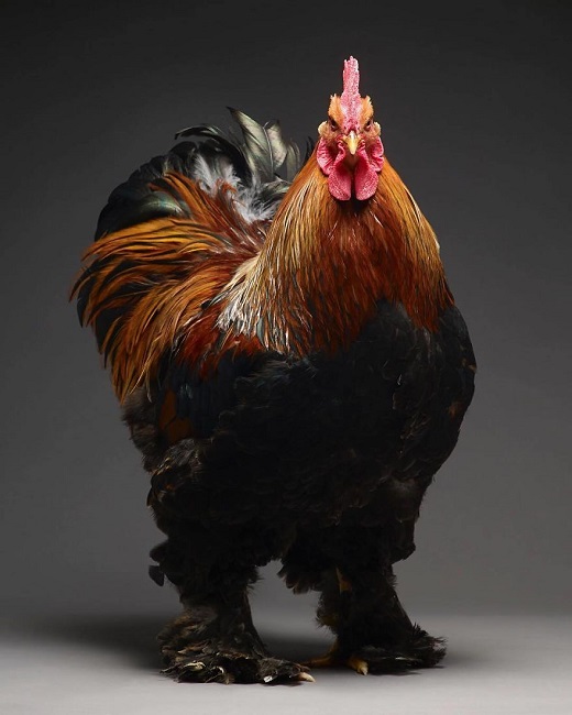 Partridge Cochin Rooster