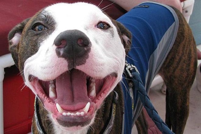 pit bull front teeth 