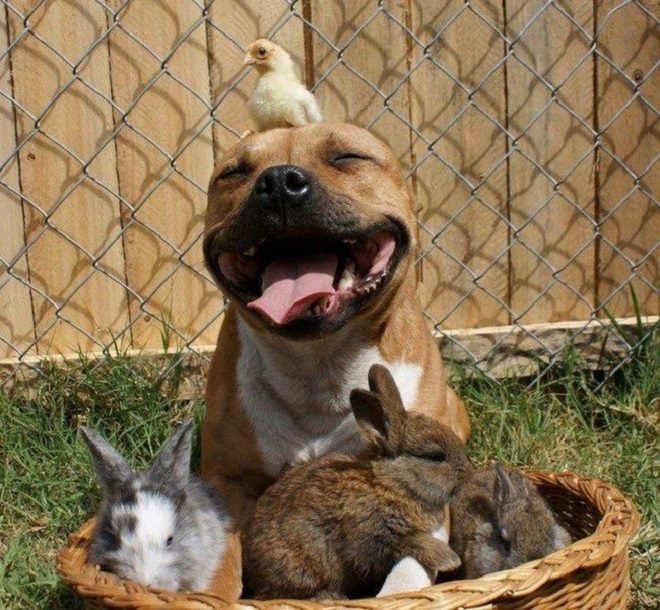 pit bull playing with bunnies 