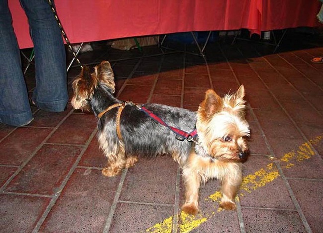 puppy with two heads