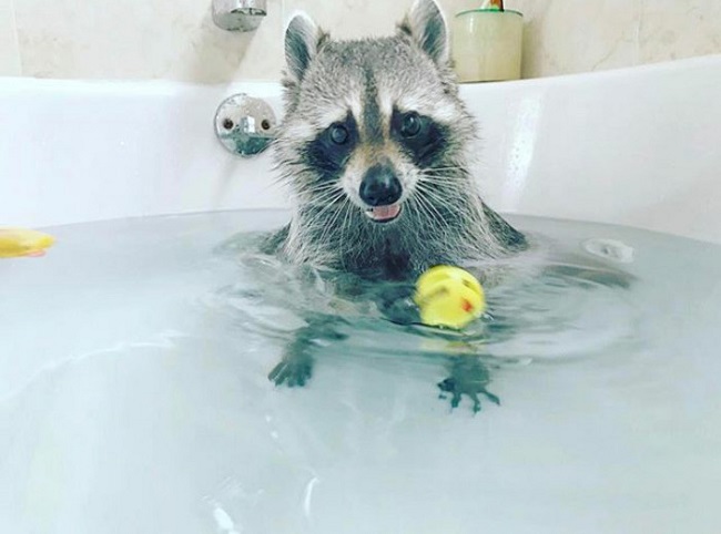 raccoon in bathtub