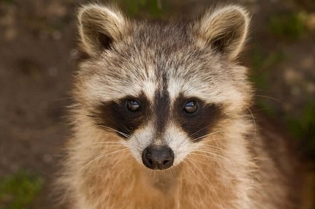 Raccoon Portrait