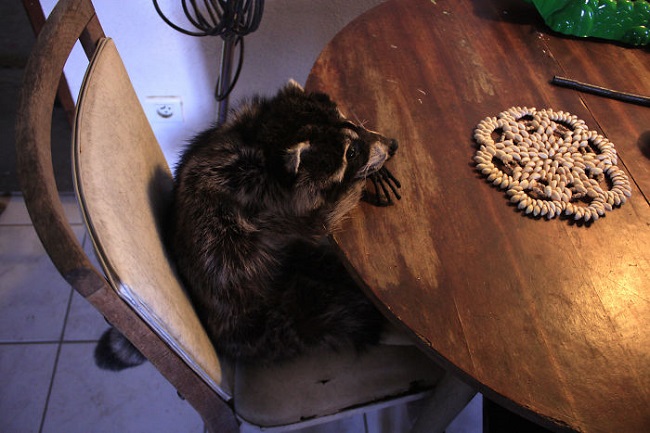 raccoon waiting for the food