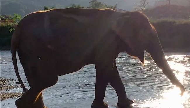 Release of soo jai elephant 