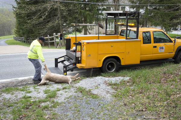 Roadkill remover