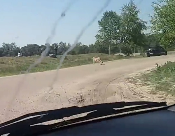 Running cheetah