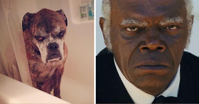 Samuel L Jackson and this angry dog