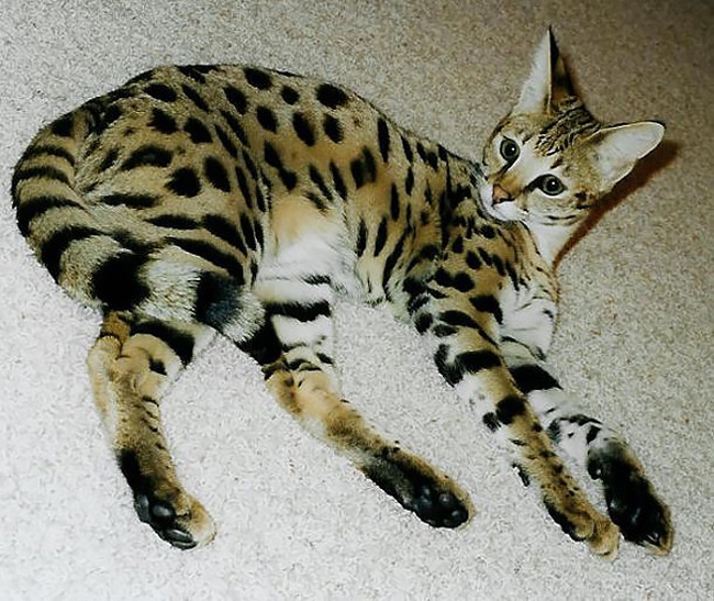 Savannah cat crossbreed