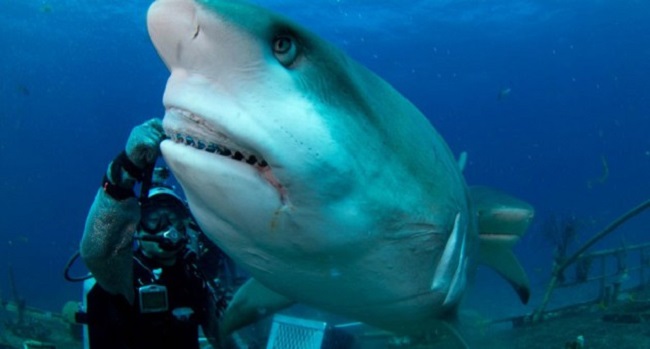 Sharks in Australia