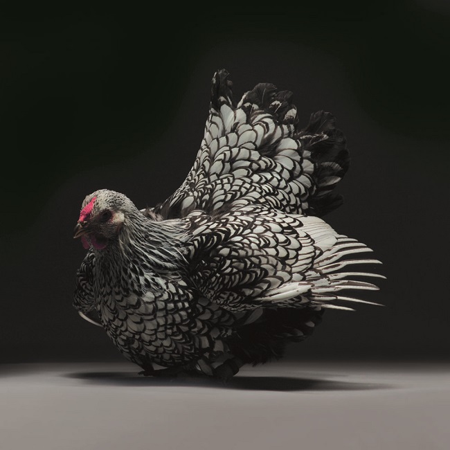 Silver Laced Wyandotte