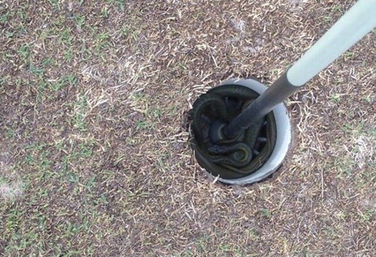 Snake in golf hole