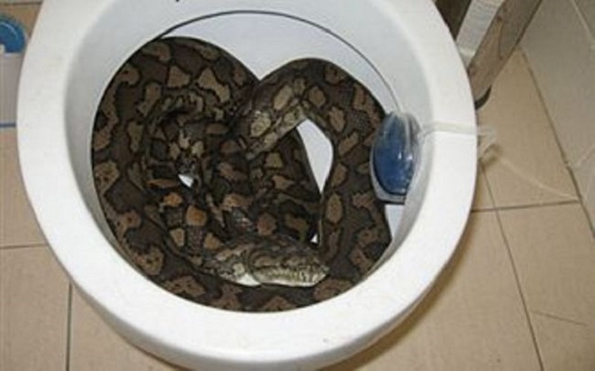 Snakes in Australian homes