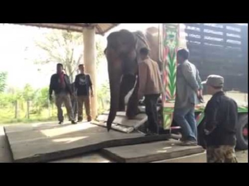 Sook Sai arrive à Elephant Nature Park