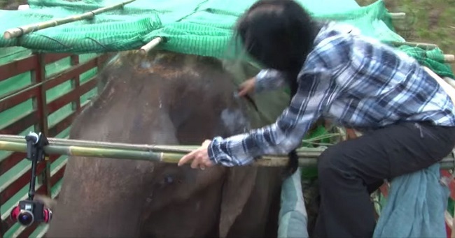 Sook jai crying elephant