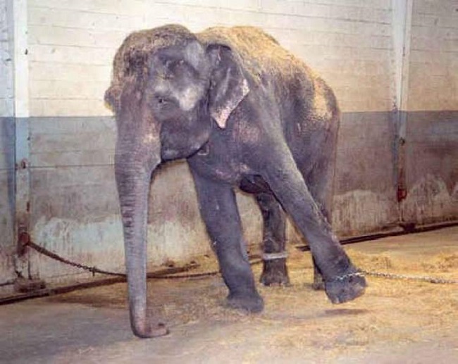 SookJai female elephant 