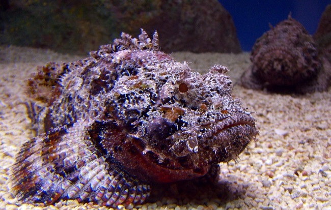 Stonefish can be very harmful