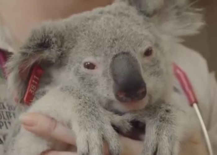 Taronga Zoo koalas