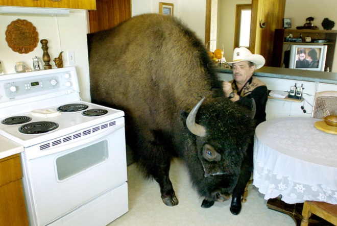 The Big Buffalo