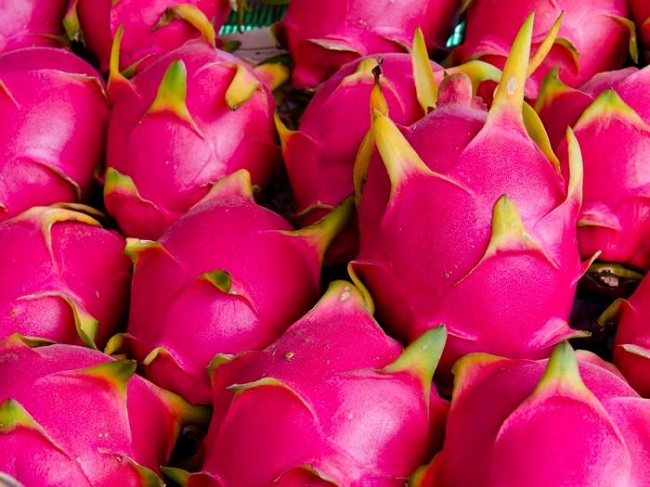 The dragon fruit