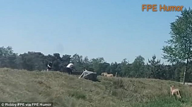 The French family caught between cheetah