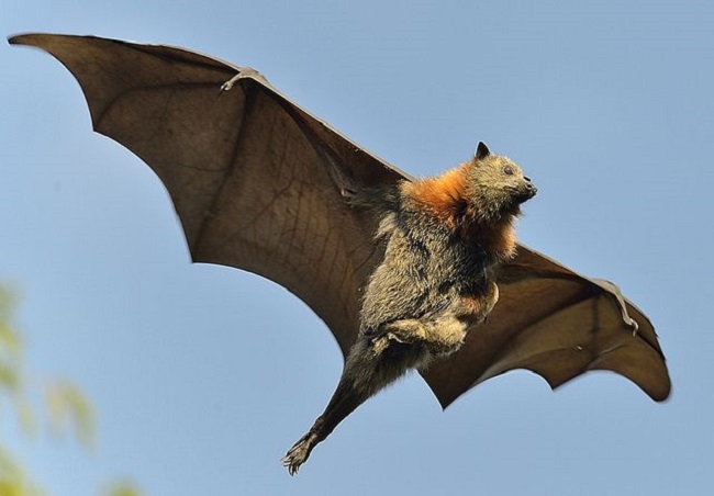 The Grey-headed flying fox