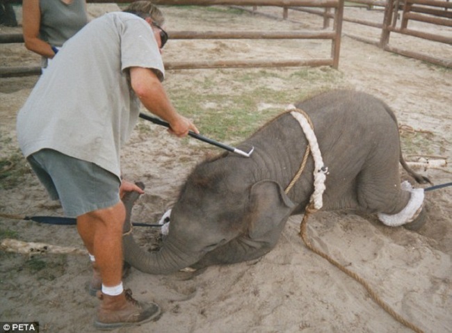 Trainers using bullhook