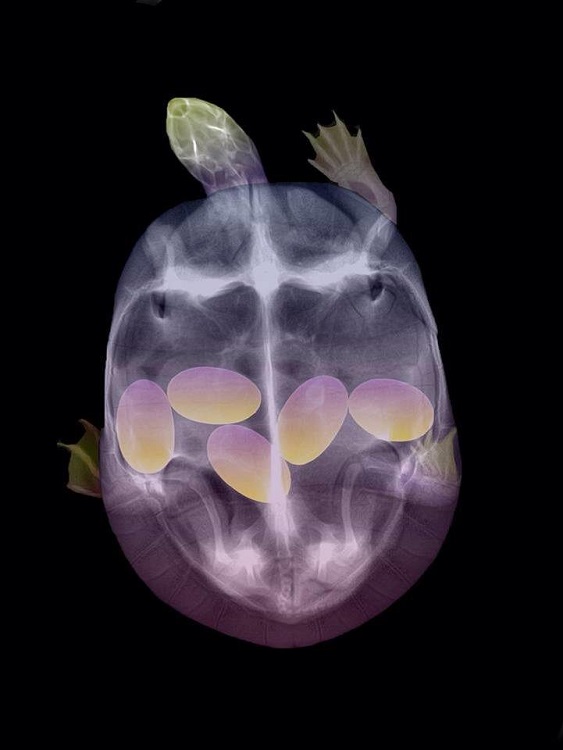 Turtles x-ray