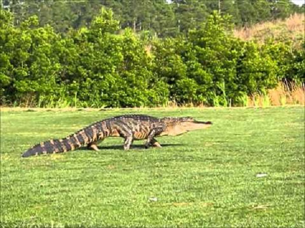 What to do if chased by crocodile