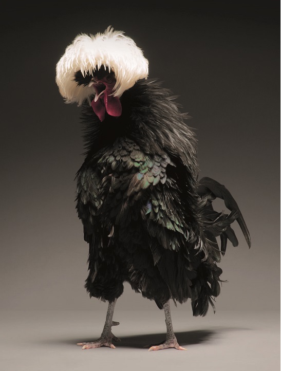 White Crested Black Polish Hen