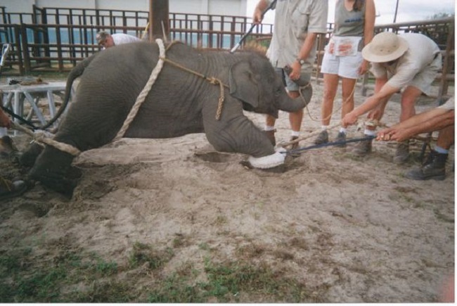 Why elephants suffer such cruelty