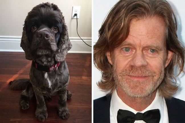 William H. Macy and the dog with same features