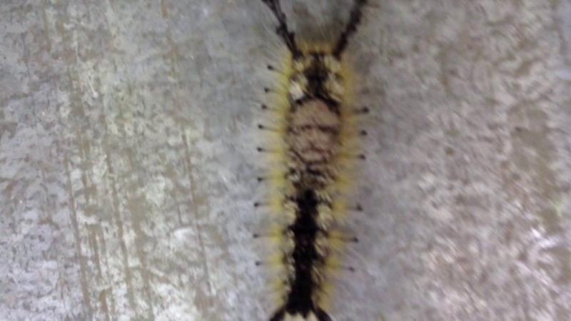 A caterpillar with the image of human face