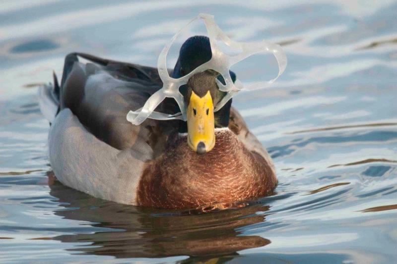 A duck trapped in plastic