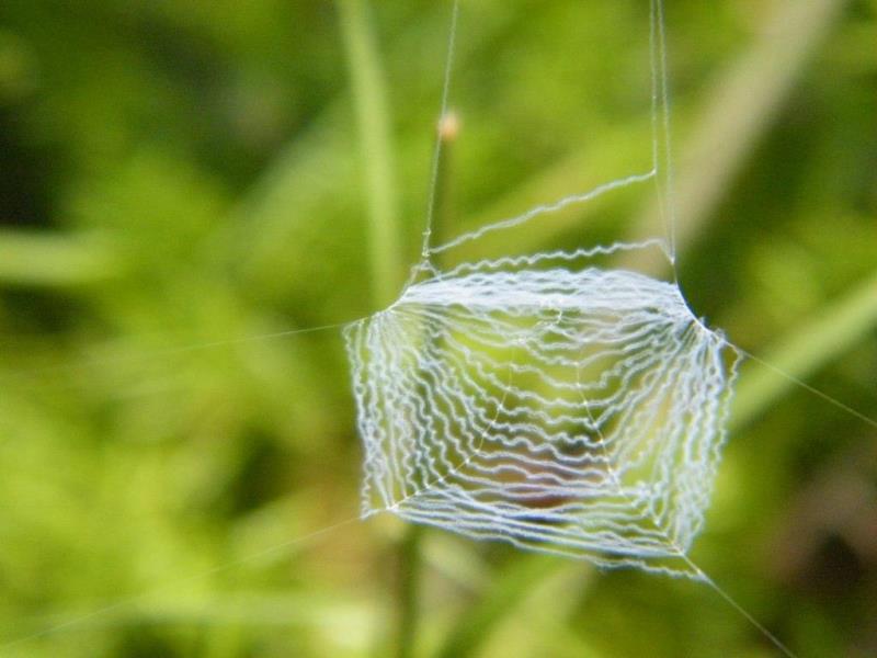 A unique square-shaped spider web