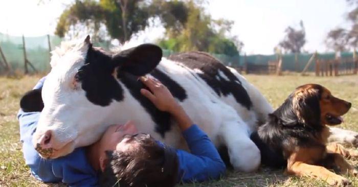 Any prior experience needed for cow-cuddling?