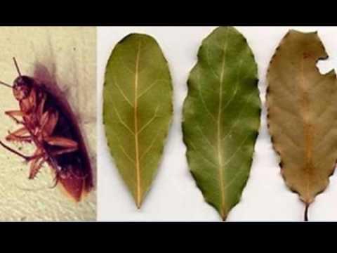 Bay leaf for cockroaches