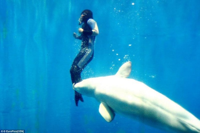 Beluga-Whale-Saves-Diver