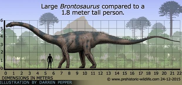 Brontosaurus or Apatosaurus