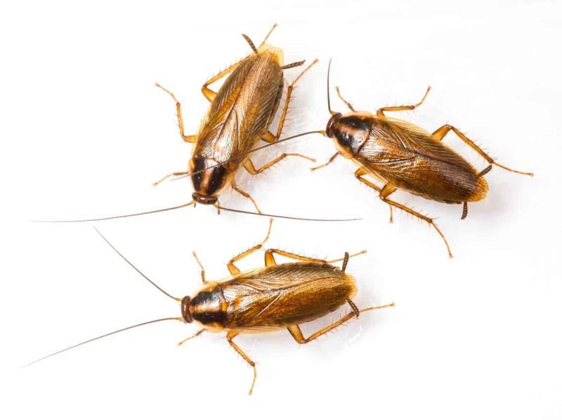 Cockroaches