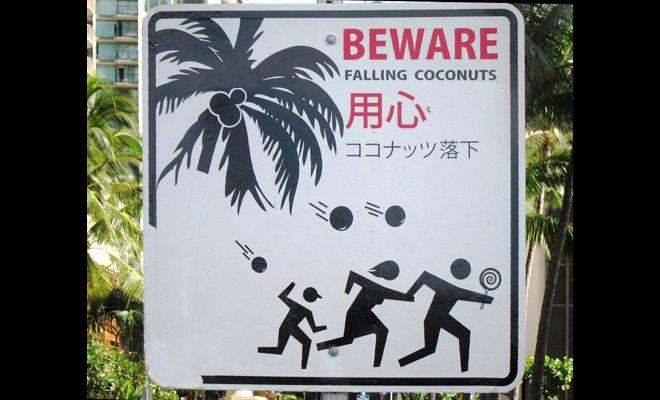 Coconuts claim more lives than sharks every year