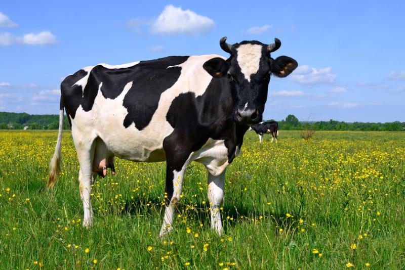 Cows and their importance in our lives