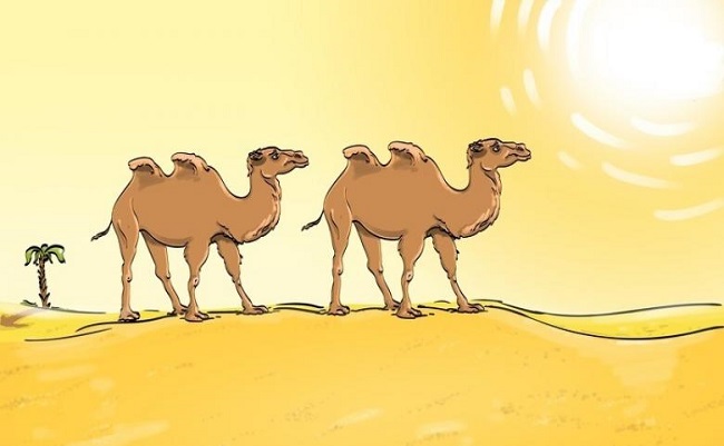 Desert and Camels