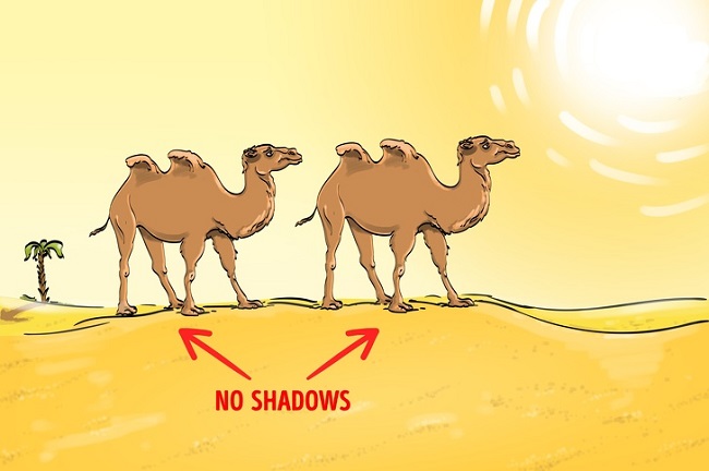 Desert and Camels solution