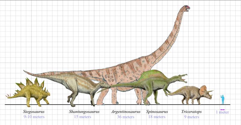 Difference of Size of dinosaurs