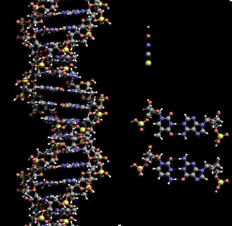 DNA can take you to the moon