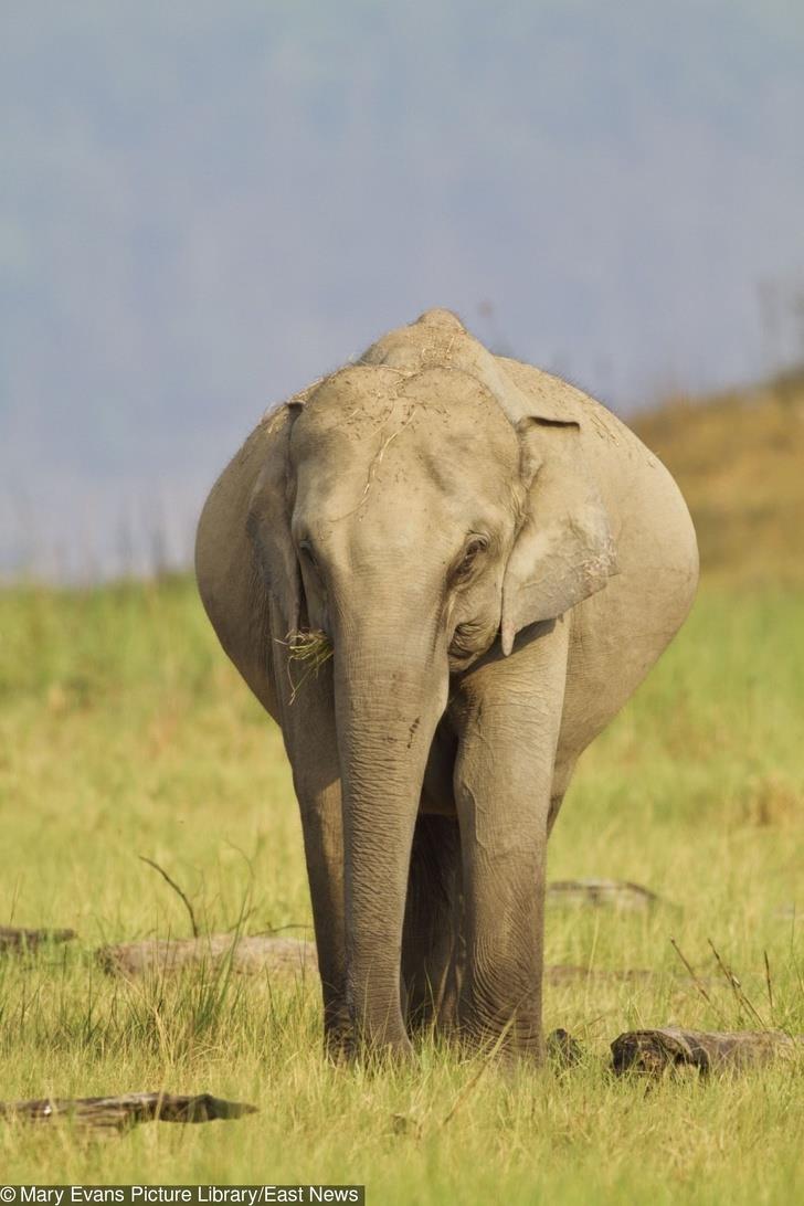 Elephants remain pregnant for 95 weeks