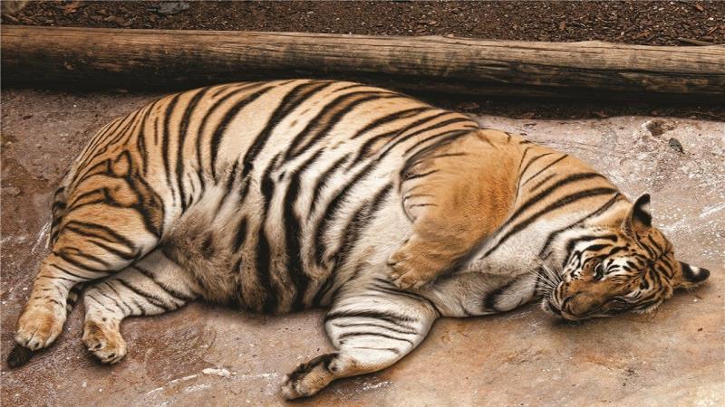 Fat tigress: Oh I’m so heavy!!