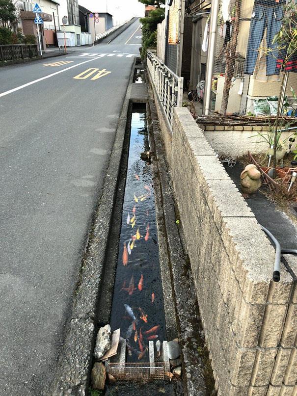 Fish in drainage channels