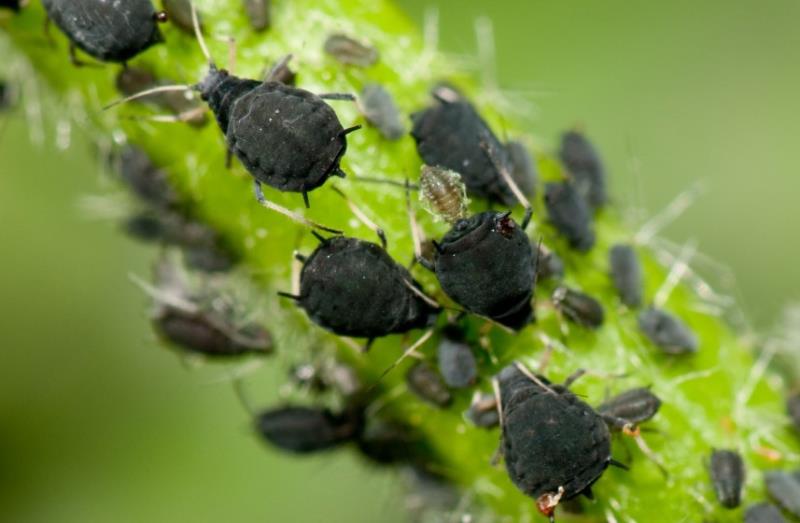 Get rid of Aphids