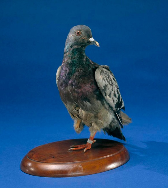 Homing Pigeon Helped Save 194 Men